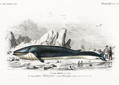 Balaenoptera Rorqual Illus