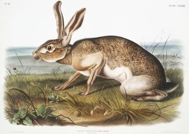 Texian Hare Lepus Texianus