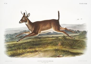 LongTailed Deer Cervus Leu