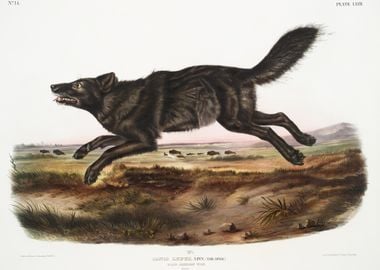 Black American Wolf Canis 