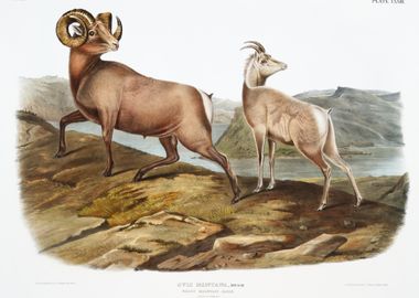 Rocky Mountain Sheep Ovis 