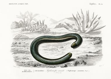 Ringed Caecilian Siphonops