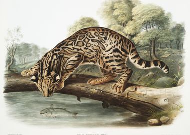 Ocelot Or LeopardCat Felis