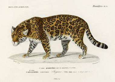 Jaguar Panthera Onca Illus