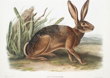 Californian Hare Lepus Cal