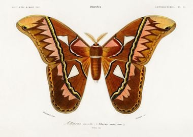 Attacus Atlas Moth Attacus