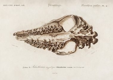 OddToed Unlate Palaeotheri