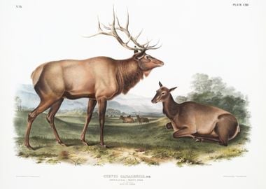 American Elk Cervus Canade