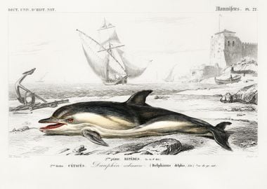 Delphinus Delphis Illustra