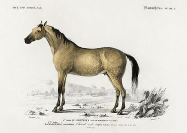 Horse Equus Ferus Caballus