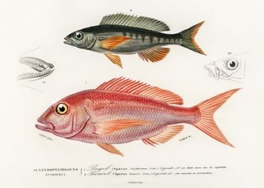 Different Types Of Fishes