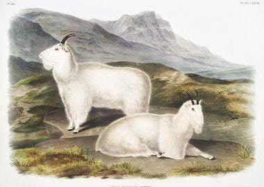 Rocky Mountain Goat Capra