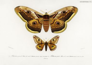 Emporor Moths Illustrated