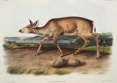 BlackTailed Deer Cervus Ma