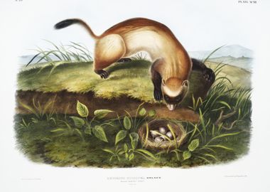 BlackFooted Ferret Putoriu