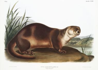 Canada Otter Lutra Canaden