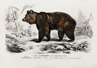 Brown Bear Ursus Arctos Il