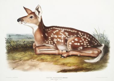 American Deer Cervus Virgi