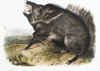 Collared Peccary Dycoteles