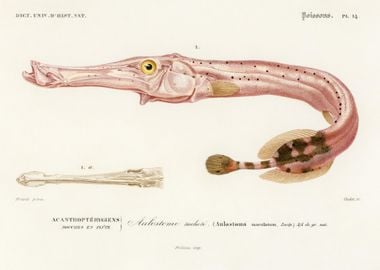 Aulostoma Maculatum Illust