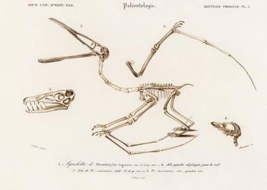 Pterosaur Pterodactylus Il