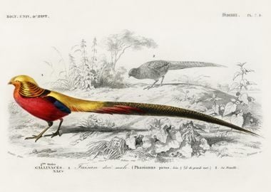 Male Golden Pheasant Illus