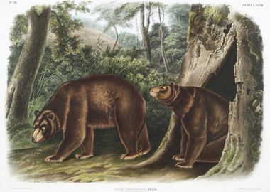 Cinnamon Bear Ursus Americ