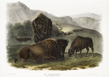 American Bison Bos America