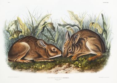 Marsh Hare Lepus Palustris