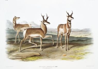 ProngHorned Antelope Antil