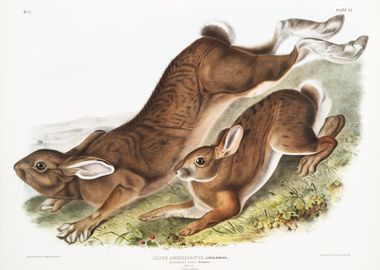 Northern Hare Lepus Americ