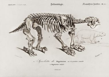 Megatherium Illustrated By