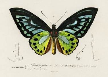 Green Birdwing Ornithopter