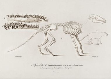 Ungulate Anoplotherium Ill