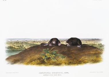 StarNose Mole Condylura Cr