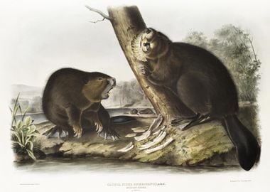 American Beaver Castor Fib