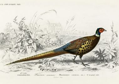 RingNeckrd Pheasant Phasia