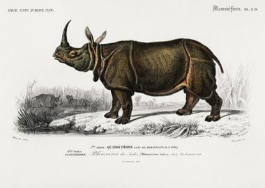 Indian Rhinoceros Rhinocer