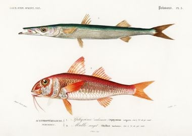 Different Types Of Fishes