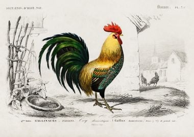 Beautiful Rooster