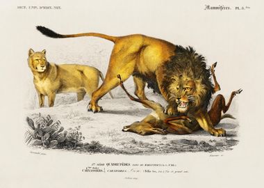 Lion Panthera Leo Illustra