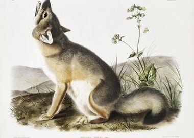 Swift Fox Vulpes Velox Fro