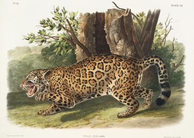 Jaguar Felis Onca From The