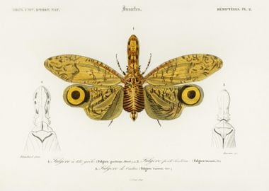 Fulgora Graciliceps Illust