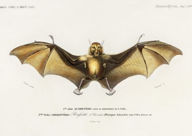 Bat Roufsette Illustrated