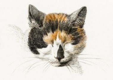 Head Of A Calico Cat With