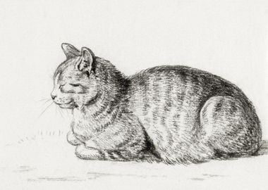 Lying Cat 1811 By Jean Ber