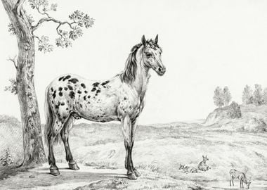 Standing Mottled Horse By 