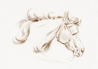 Head Of A Horse With Blink