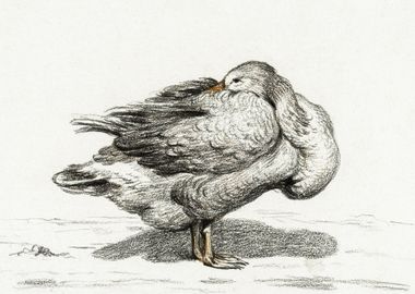 Goose 1816 By Jean Bernard